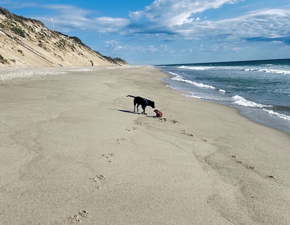 Dogs on Beach